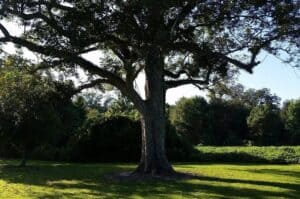 pecan tree in field
