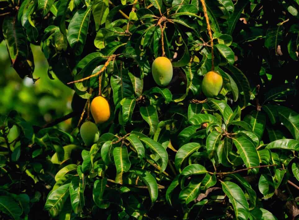 mango tree